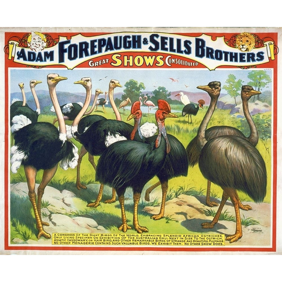 Adam Forepaugh and Sells Brothers Giant Birds Poster Print by Hollywood Photo Archive Hollywood Photo Archive Image 1