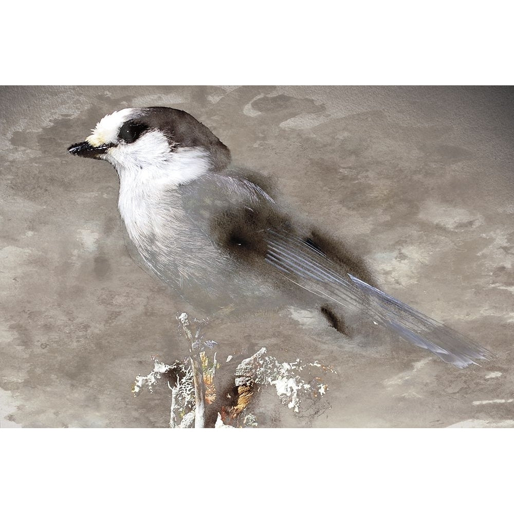 Grey Jay I Poster Print by Stephane Fontaine Image 2