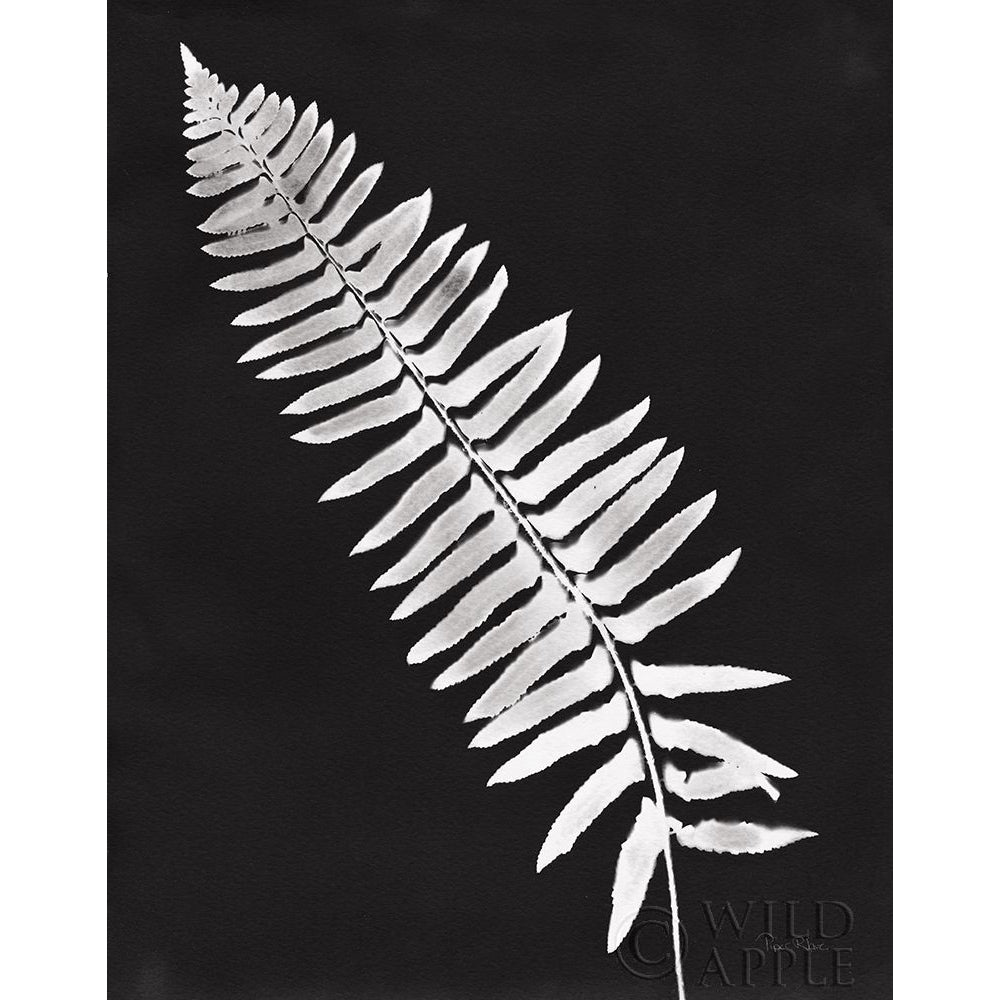 Nature by the Lake Ferns IV Black Crop Poster Print by Piper Rhue Image 1