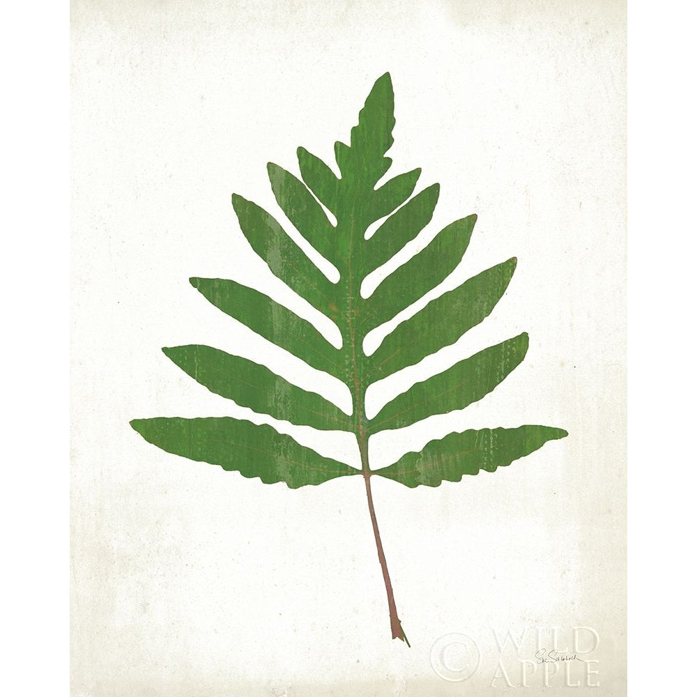 Chalkboard Fern Green I Poster Print by Sue Schlabach Image 1