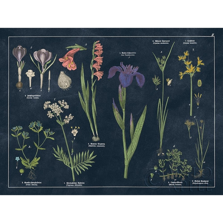 Botanical Floral Chart II Dark Blue Poster Print by Wild Apple Portfolio Wild Apple Portfolio 52076 Image 1