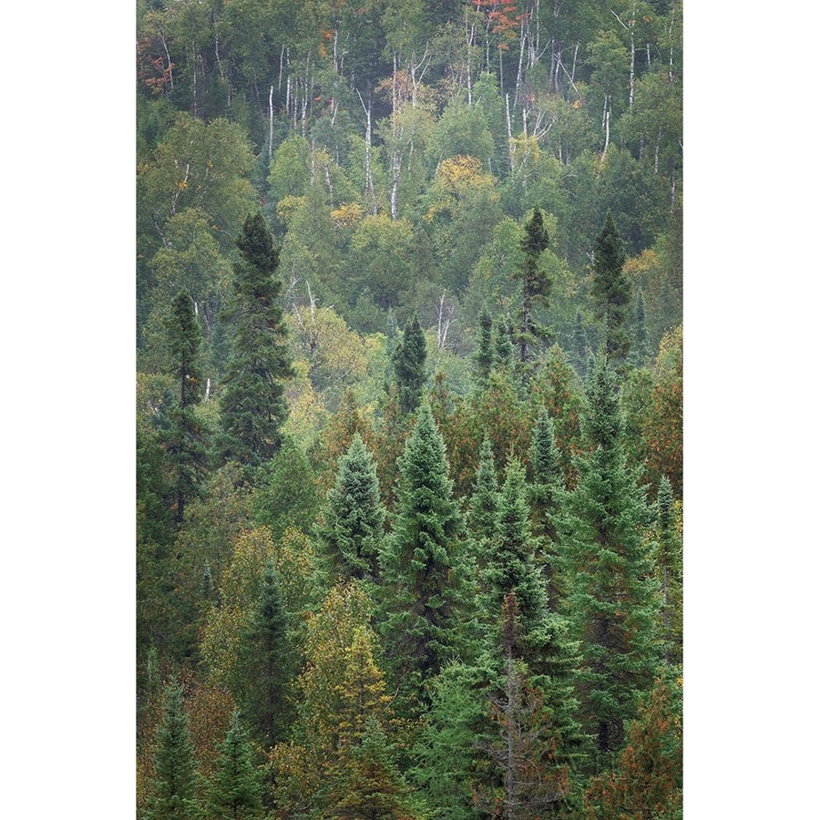 Superior National Forest IV Poster Print by Alan Majchrowicz Image 1