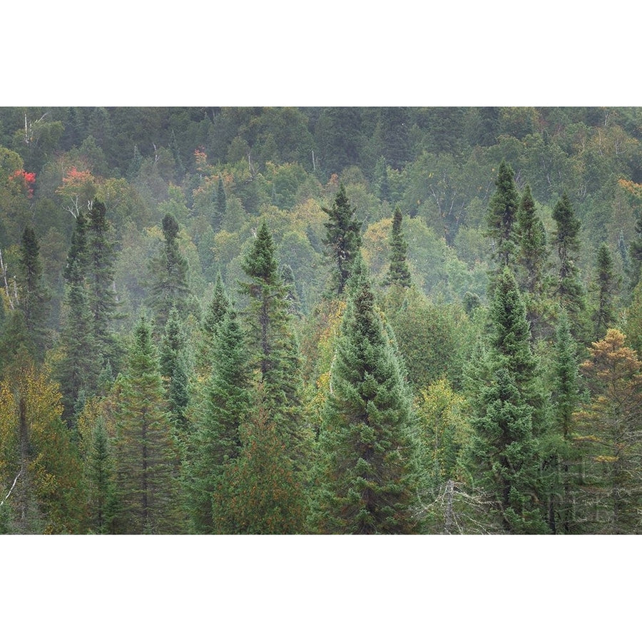 Superior National Forest I Poster Print by Alan Majchrowicz Image 1