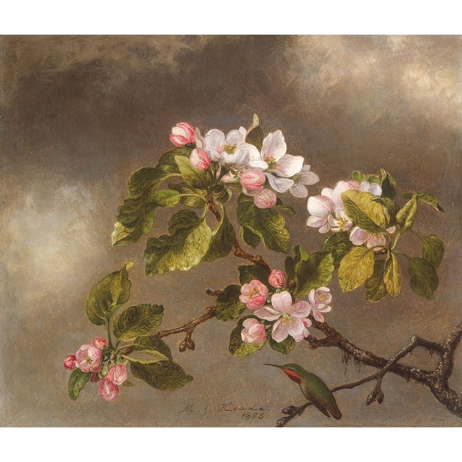 Hummingbird and Apple Blossoms Poster Print by Martin Johnson Heade 52972 Image 1