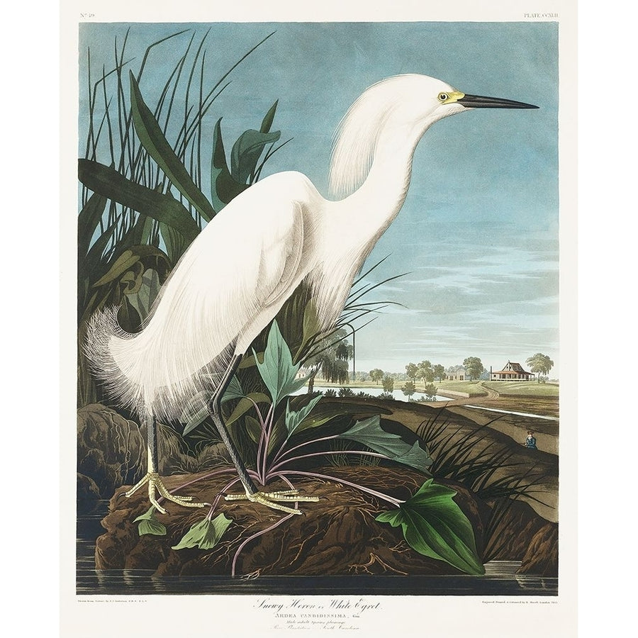 Snowy Heron or White Egret Poster Print by John James Audubon 53404 Image 1