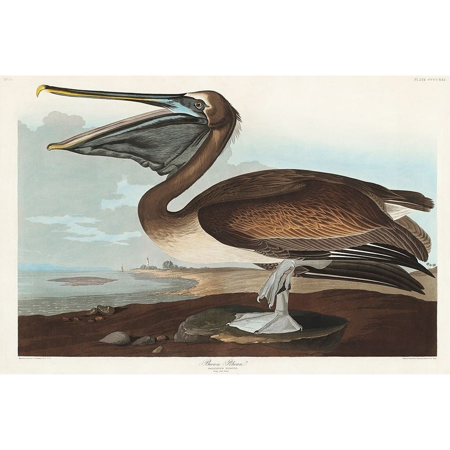 Brown Pelican Poster Print by John James Audubon 53409 Image 1