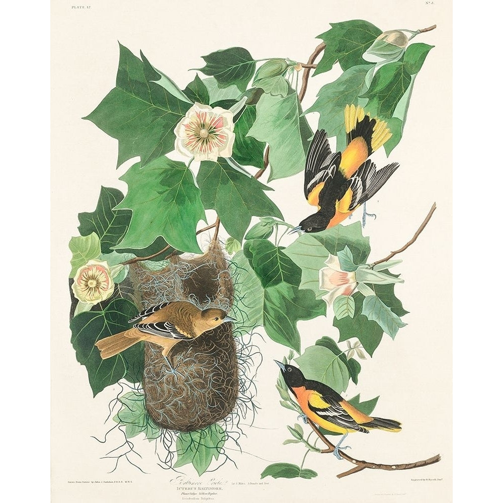 Baltimore Oriole Poster Print by John James Audubon 53401 Image 1