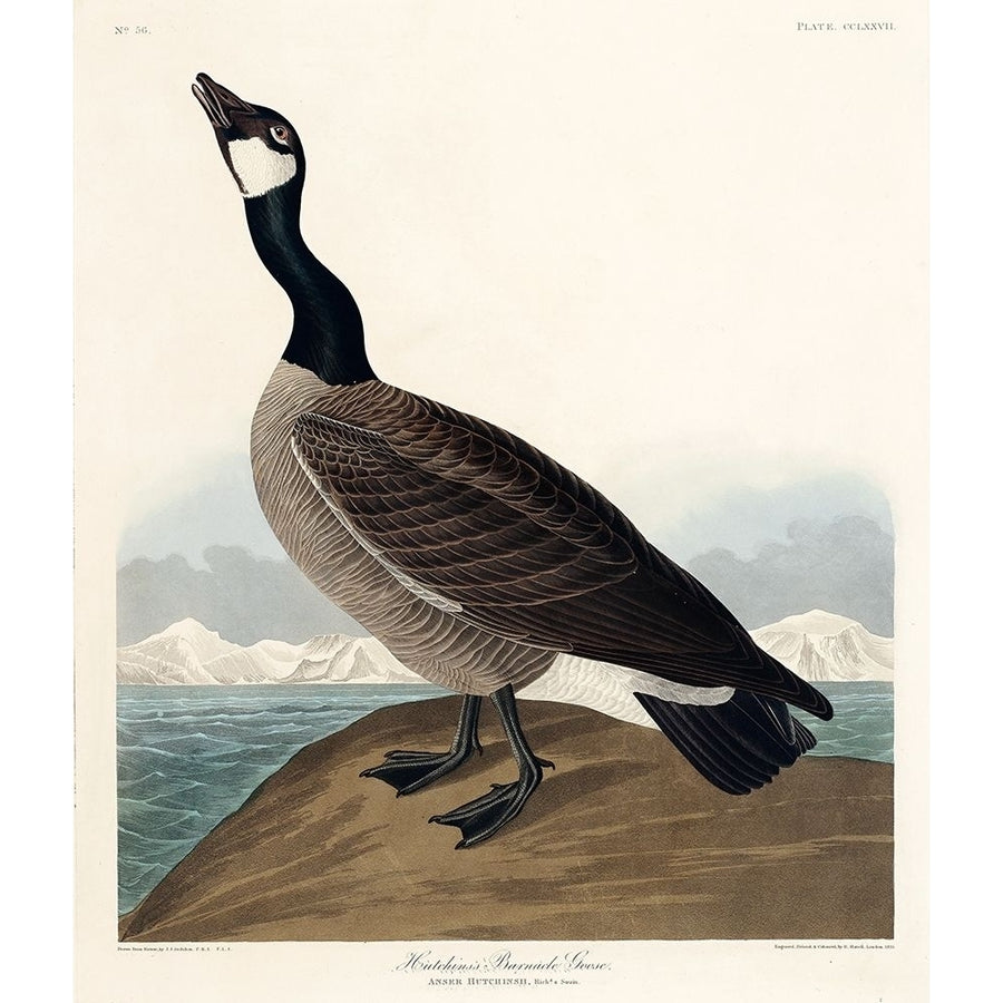 Hutchinss Barnacle Goose Poster Print by John James Audubon 53407 Image 1