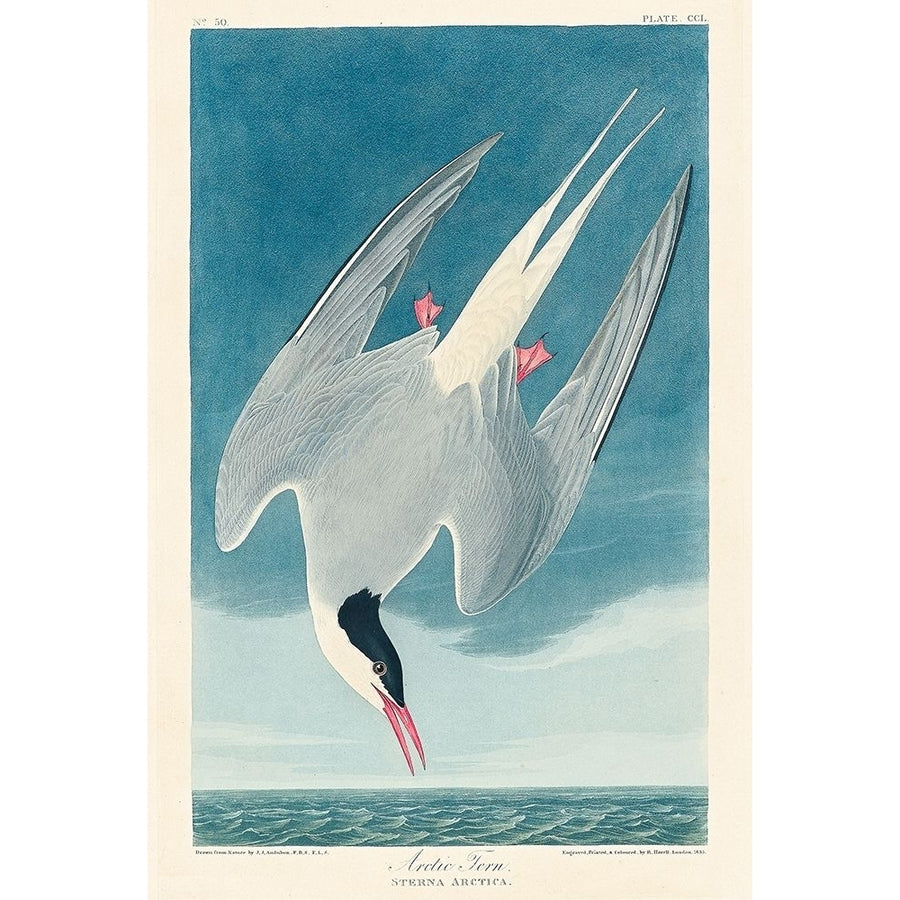 Arctic Tern_ Poster Print by John James Audubon 53548 Image 1