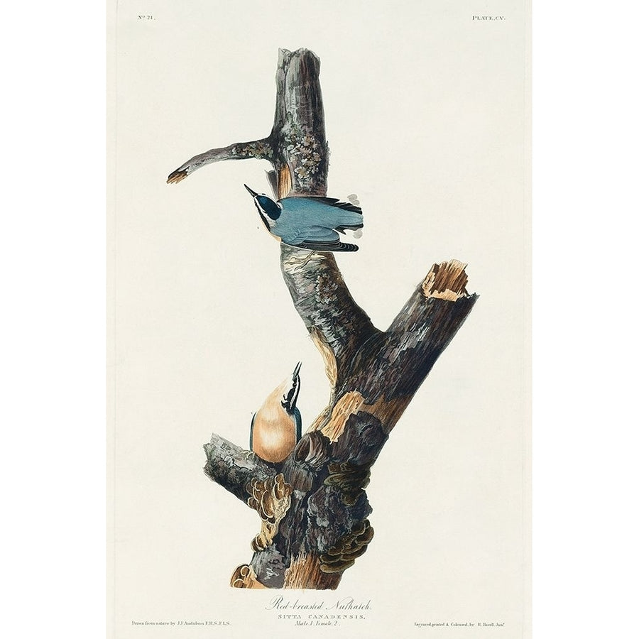 Red-breasted Nuthatch Poster Print by John James Audubon 53551 Image 1