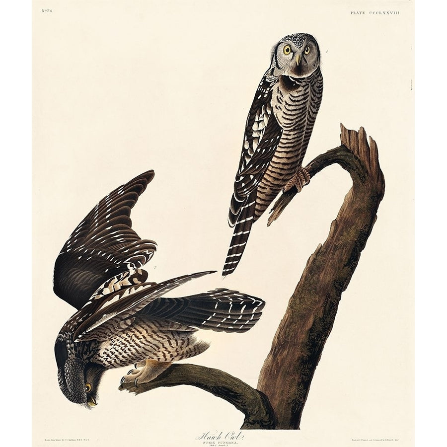 Hawk Owl Poster Print by John James Audubon 53573 Image 1