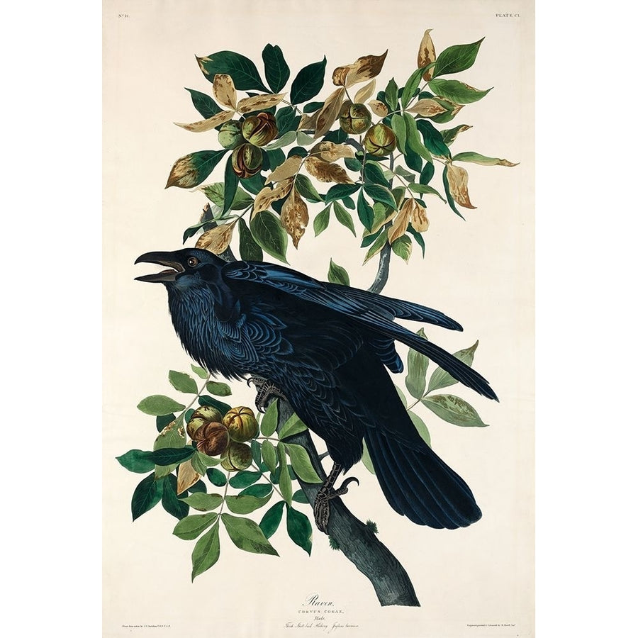 Raven Poster Print by John James Audubon 53405 Image 1