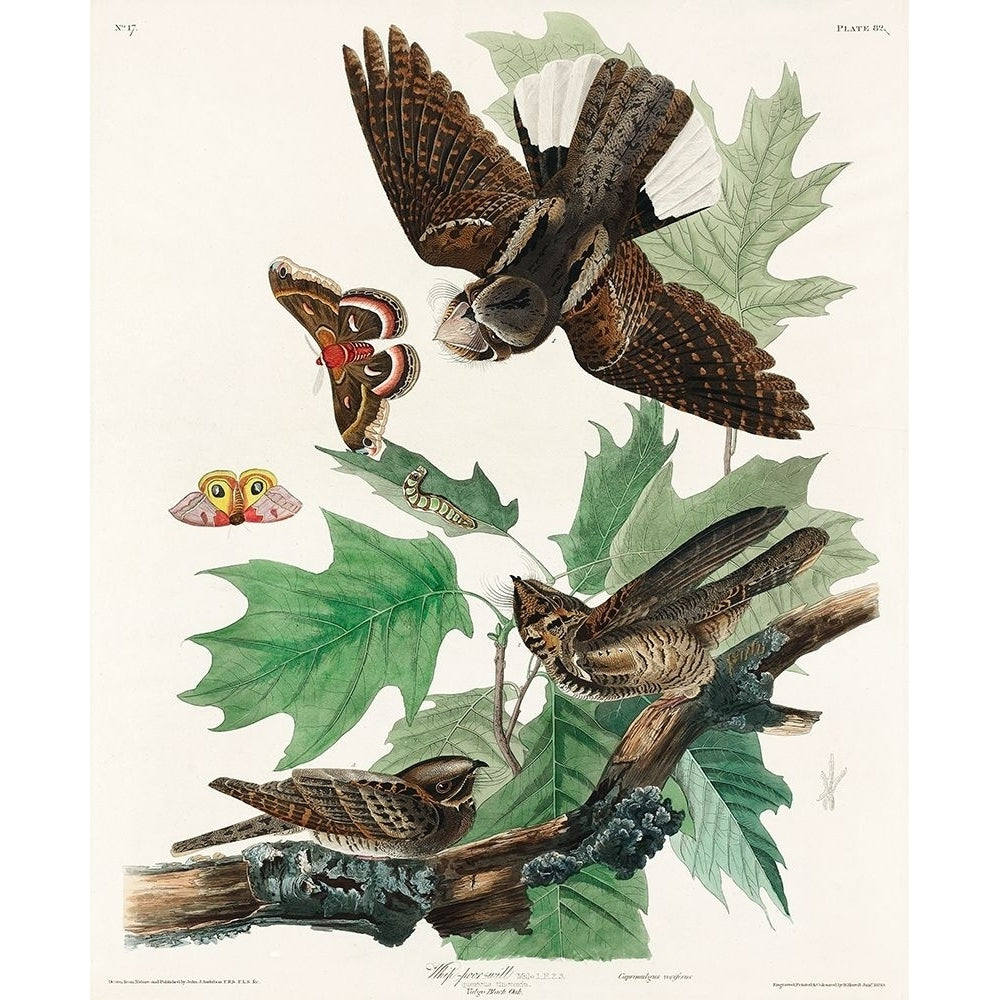 Whip-poor-will Poster Print by John James Audubon 53570 Image 1