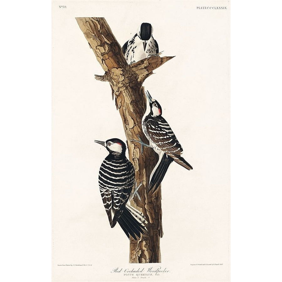 Red-Cockaded Woodpecker Poster Print by John James Audubon 53572 Image 1