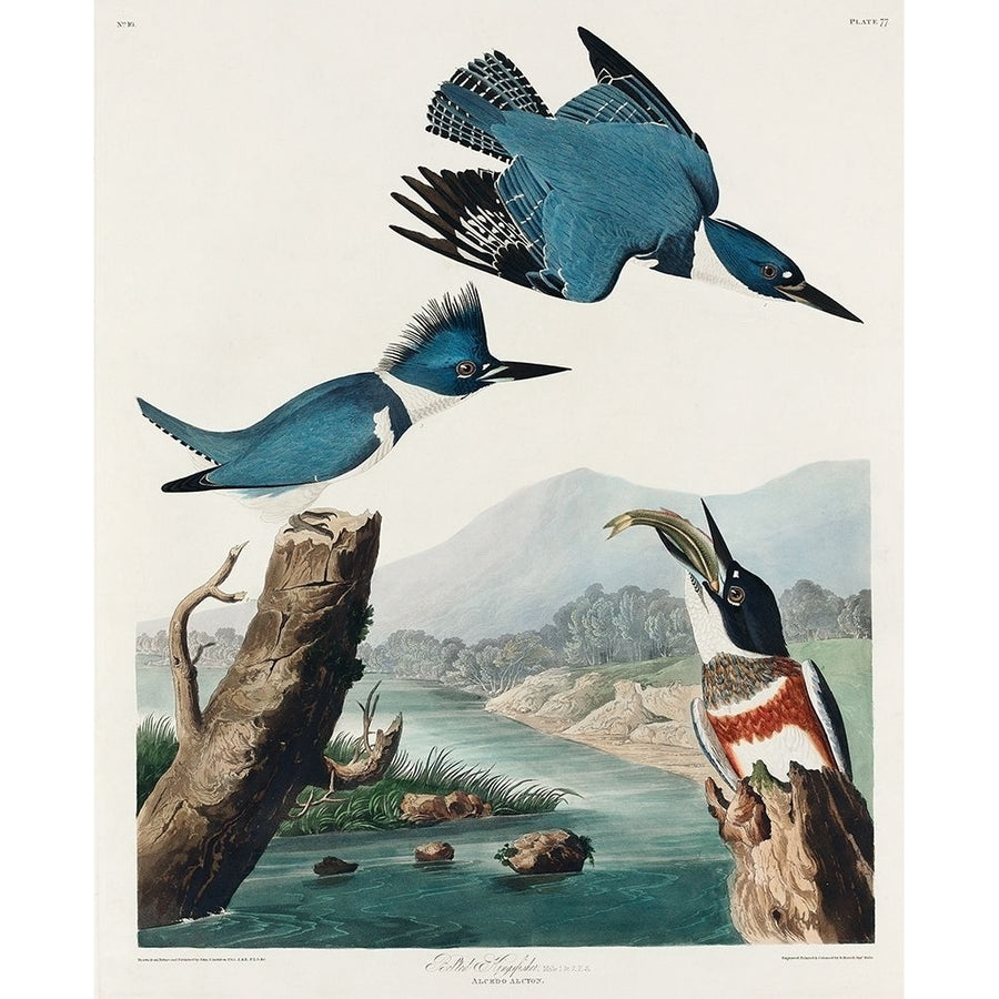 Belted Kingfisher Poster Print by John James Audubon 53578 Image 1