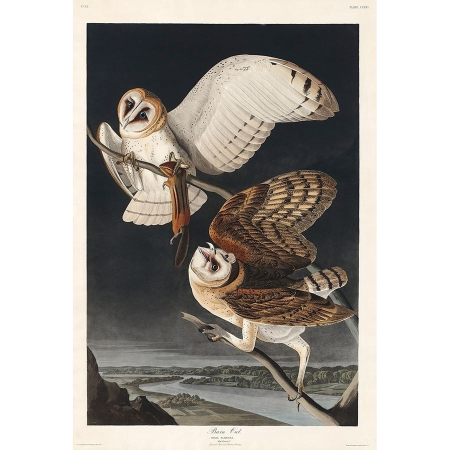 Barn Owl_ Poster Print by John James Audubon 53576 Image 1