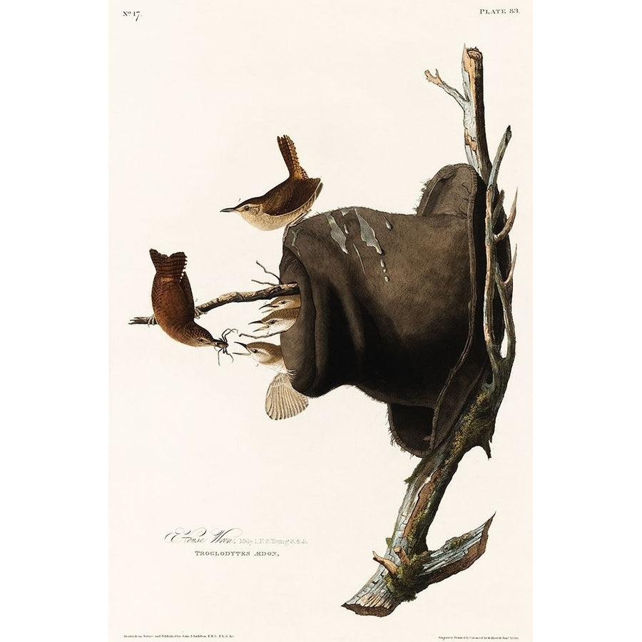 House Wren Poster Print by John James Audubon 53664 Image 1