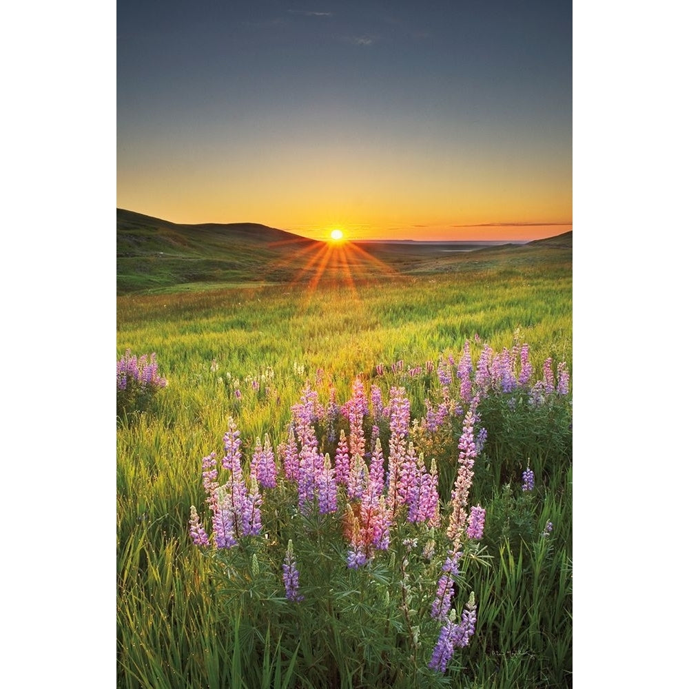 Prairie Sunrise Poster Print by Alan Majchrowicz Image 1