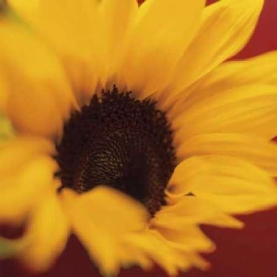 Sunflower on Red Poster Print by Jane-Ann Butler Image 1