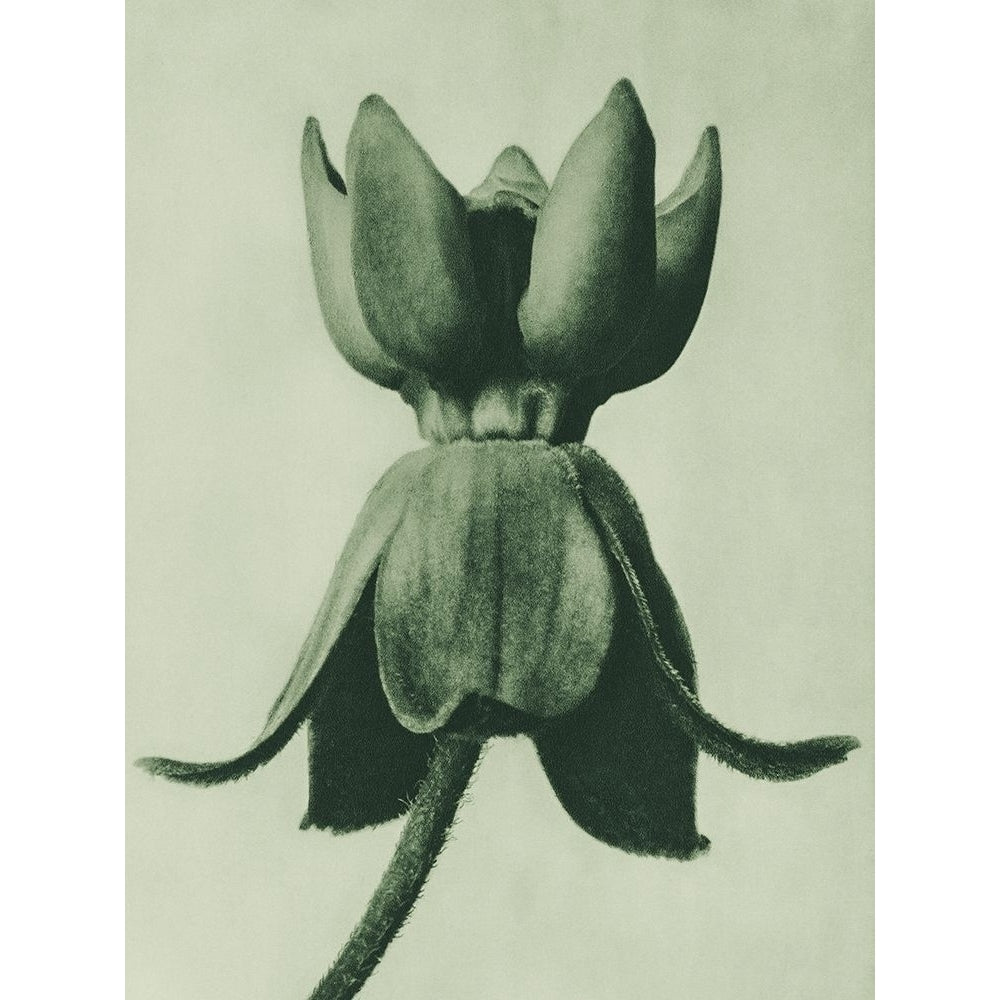 Asclepias syriaca Poster Print by Karl Blossfeldt 54746 Image 1