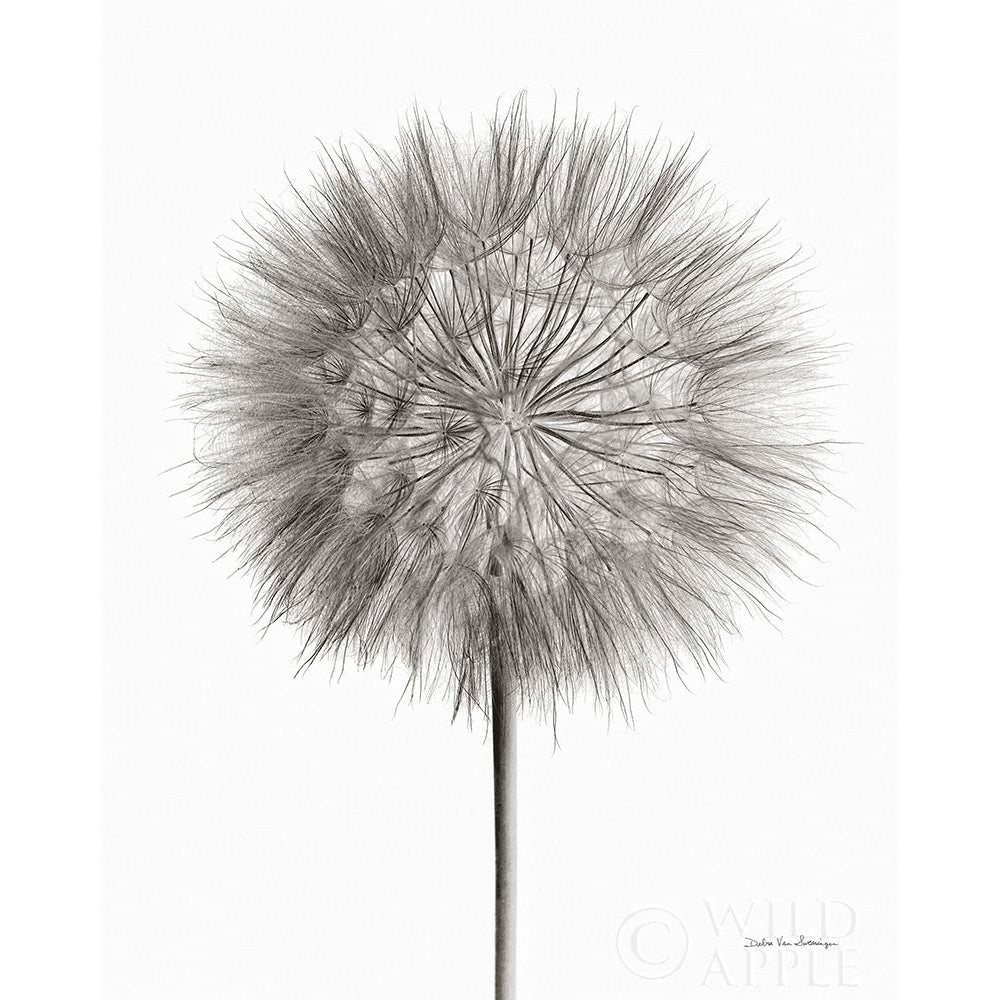 Dandelion Fluff on White Poster Print by Debra Van Swearingen Image 1