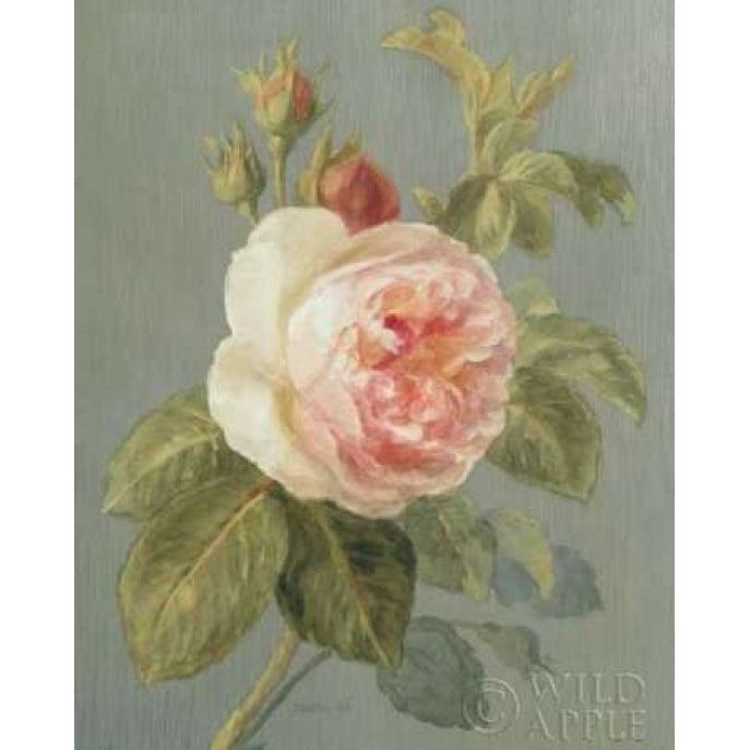 Heirloom Pink Rose Poster Print by Danhui Nai Image 1