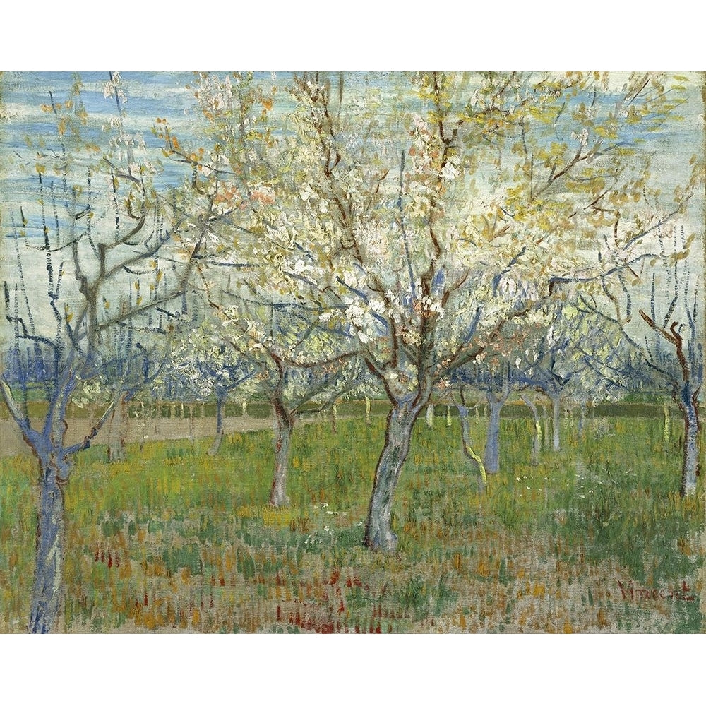 Orchard with Blooming Apricot Trees by Vincent van Gogh Image 1