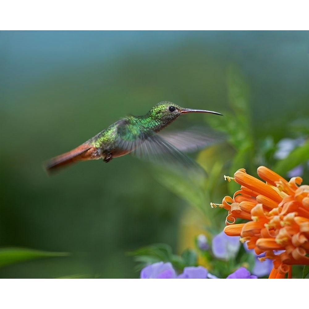 Rufous Tailed Hummingbird at Flame Vine by Tim Fitzharris Image 1