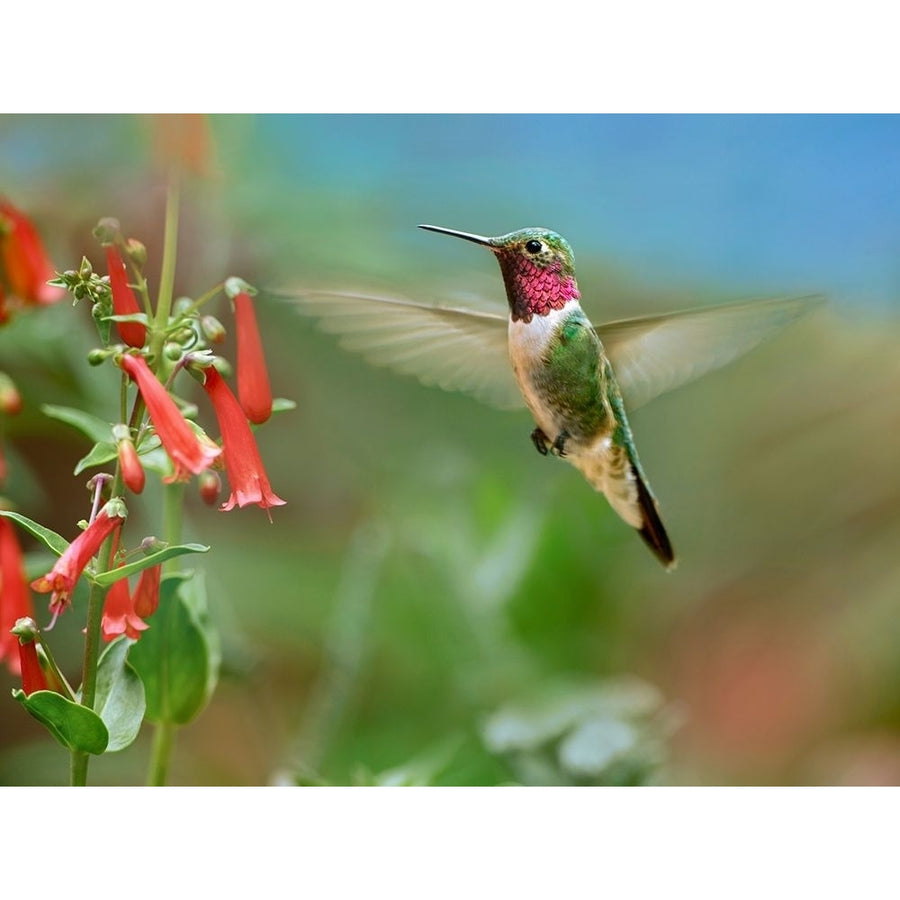 Broad Tailed Hummingbird at Scarlet Bugler Penstemon by Tim Fitzharris Image 1