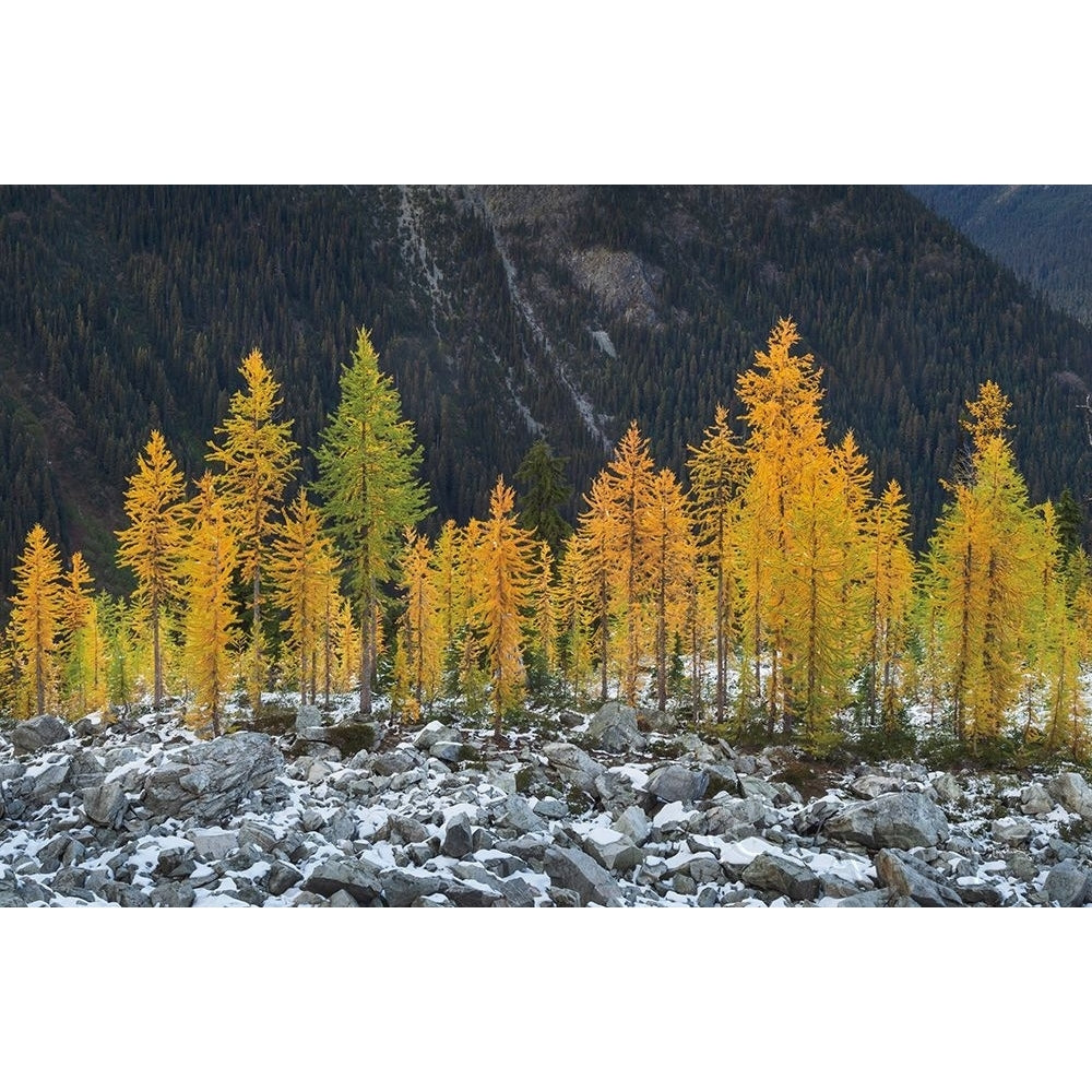 Alpine Larches North Cascades Poster Print by Alan Majchrowicz 62396 Image 1