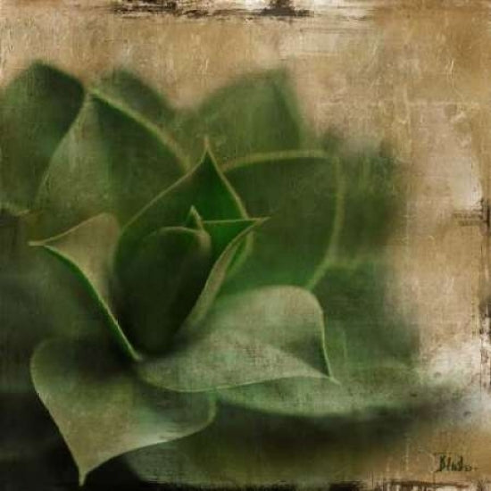 Succulent II Poster Print by Patricia Pinto Image 2