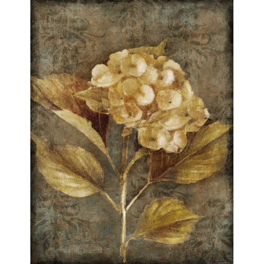 Antique Hydrangea I Poster Print by Lanie Loreth Image 1