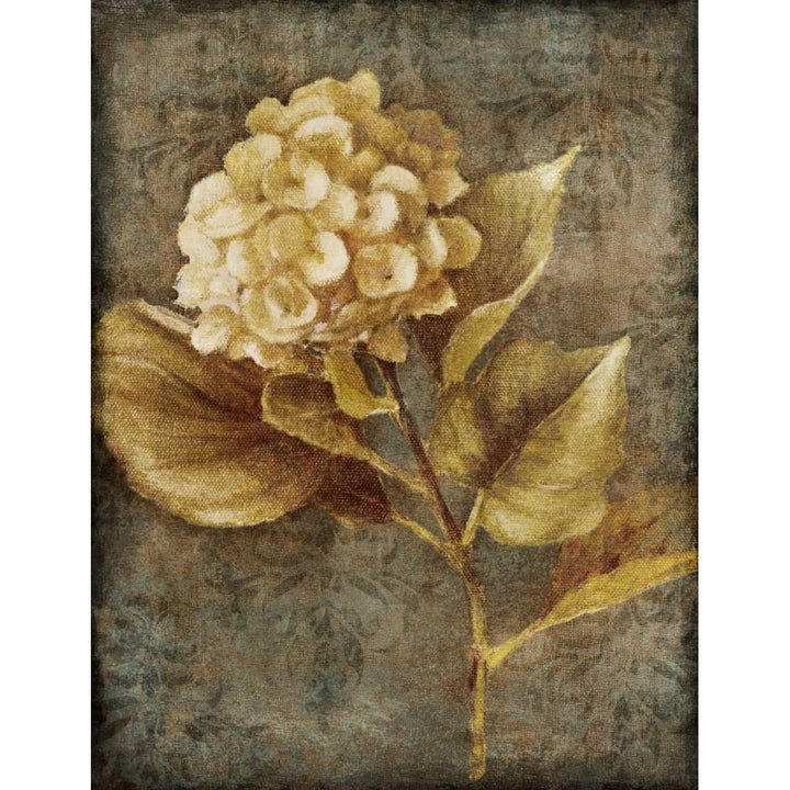 Antique Hydrangea II Poster Print by Lanie Loreth Image 1