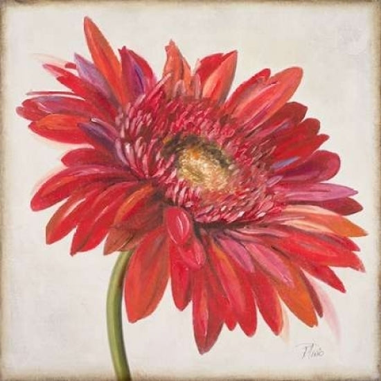 Red Gerber Daisy Poster Print by Patricia Pinto Image 1