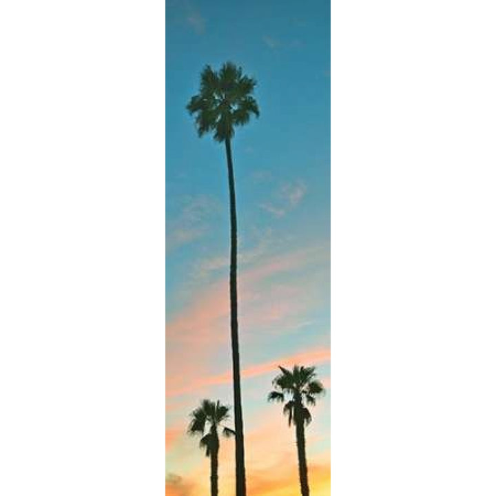 Sunset Palms Poster Print by Gail Peck Image 1