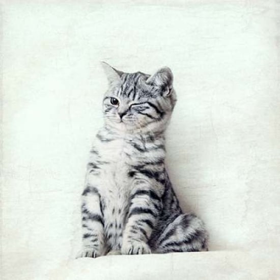 Cat Winks Poster Print by Nadia Attura Image 2