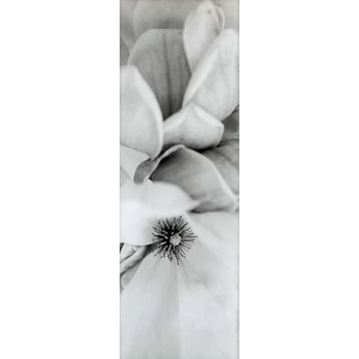 Magnolia - 2 Poster Print by Alan Blaustein Image 2