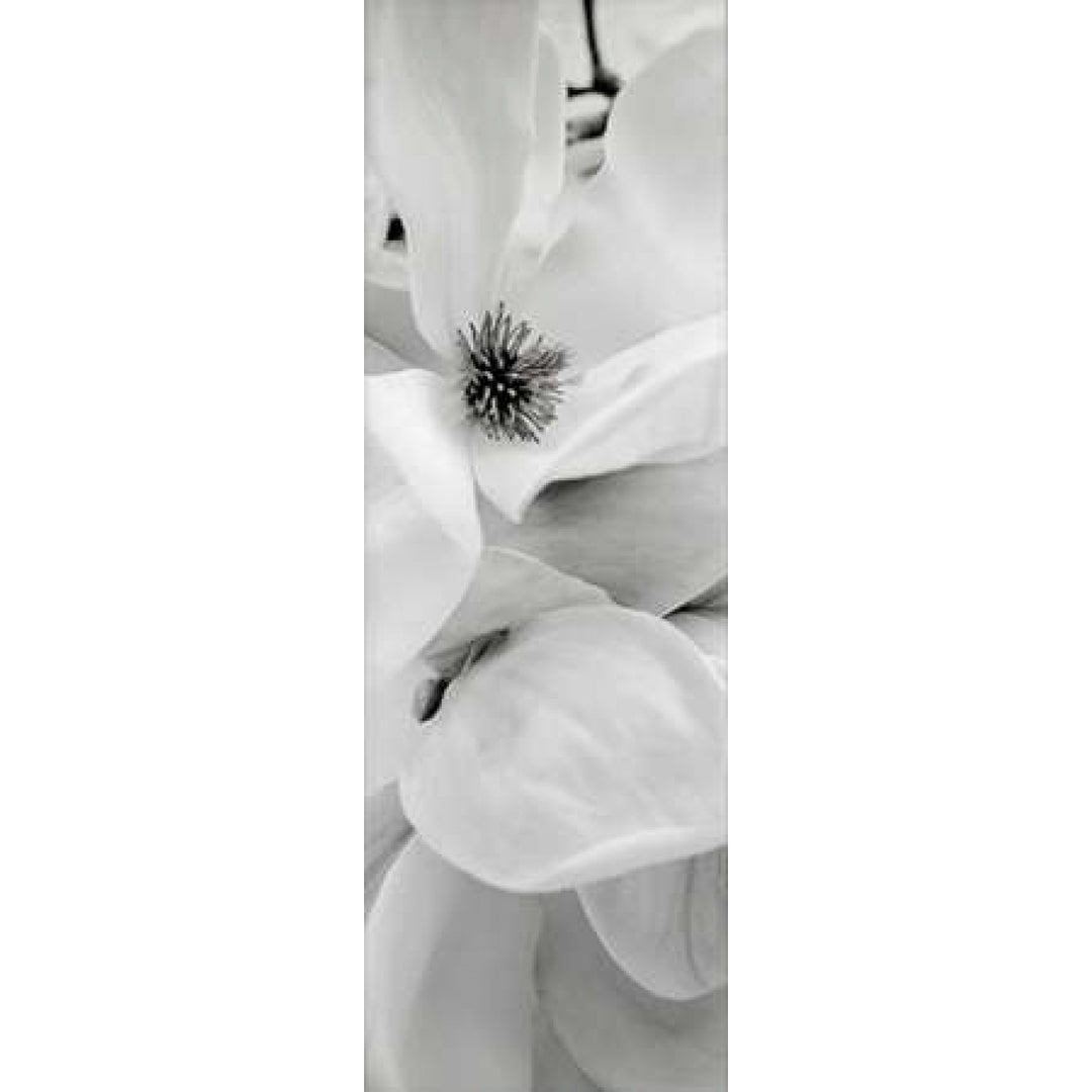 Magnolia - 1 Poster Print by Alan Blaustein Image 2