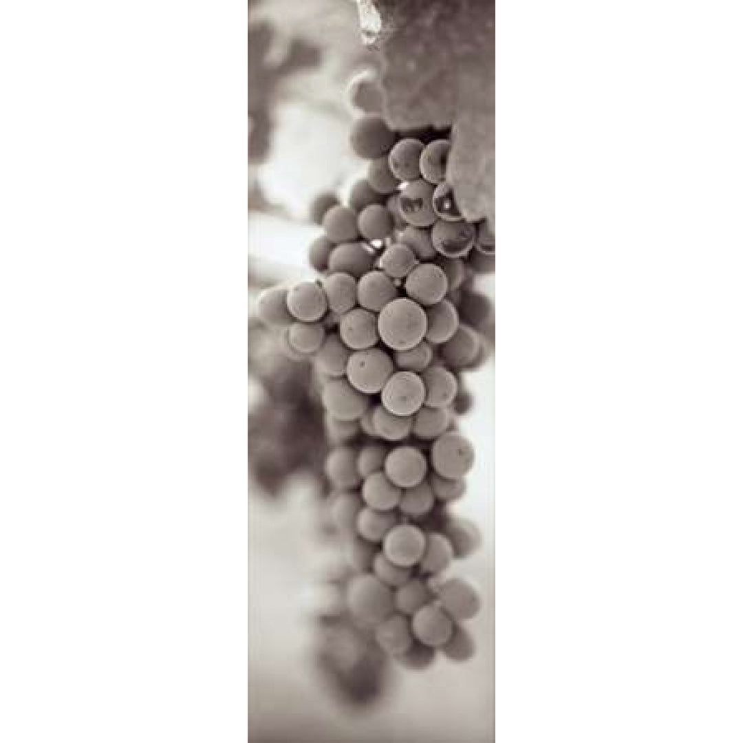 Grapes Pano - 3 Poster Print by Alan Blaustein Image 1