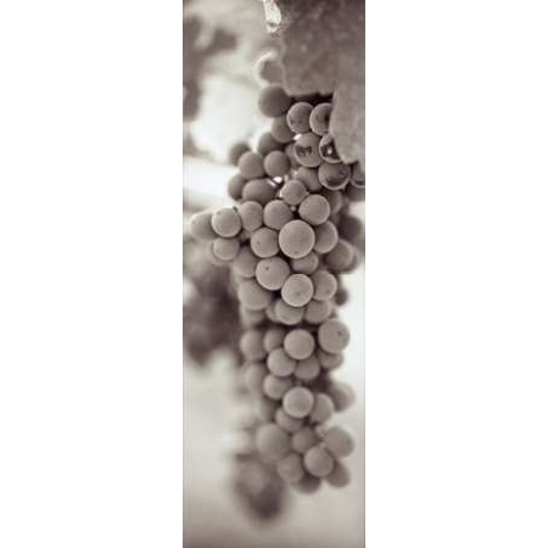 Grapes Pano - 3 Poster Print by Alan Blaustein Image 2