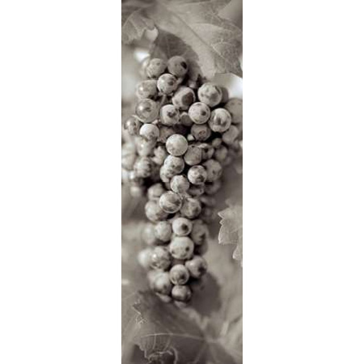 Grapes Pano - 14 Poster Print by Alan Blaustein Image 1