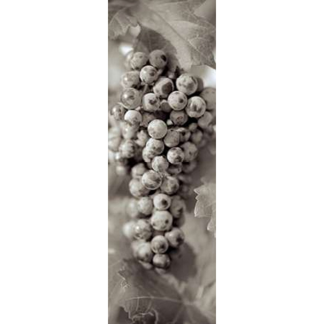 Grapes Pano - 14 Poster Print by Alan Blaustein Image 2