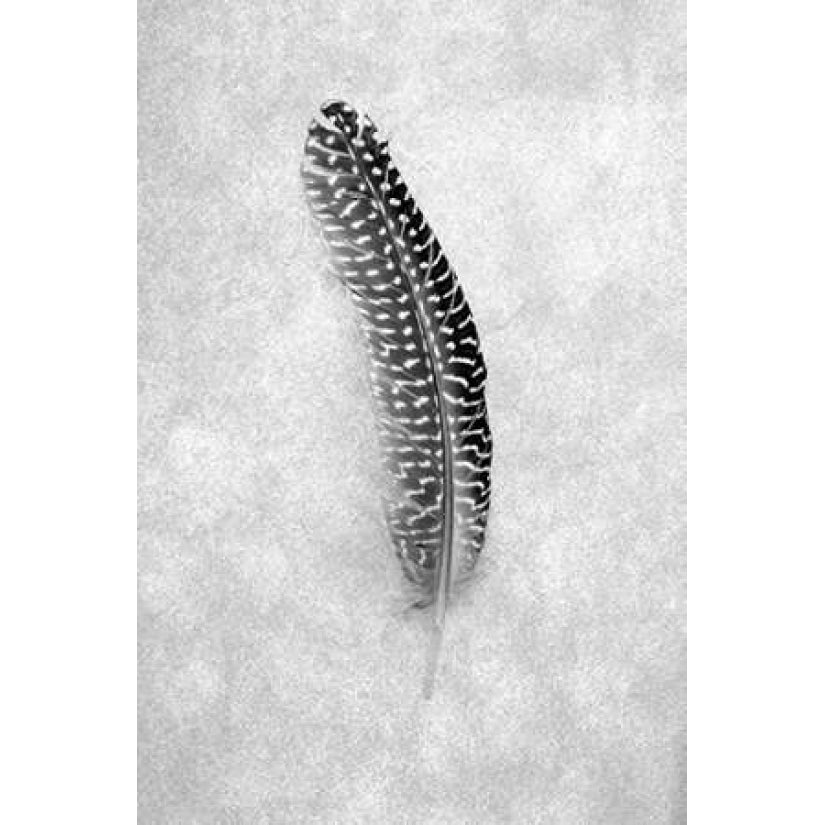 Feathers - 5 Poster Print by Alan Blaustein Image 2