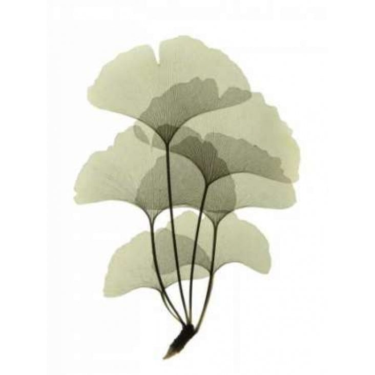 Ginko II Poster Print by ACEE Image 1