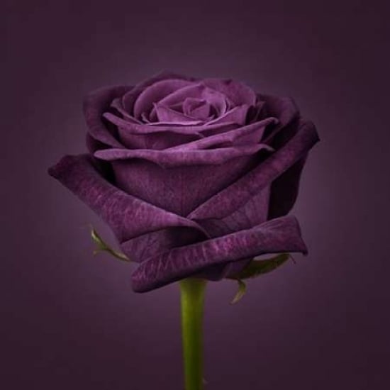 Single rose flower close-up Poster Print by Assaf Frank Image 1