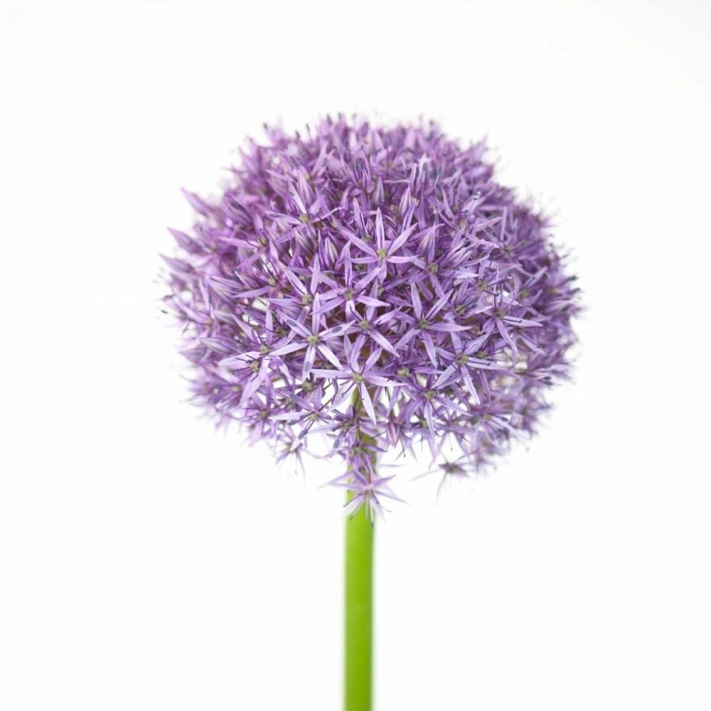 Allium flower close-up Poster Print by Assaf Frank Image 2