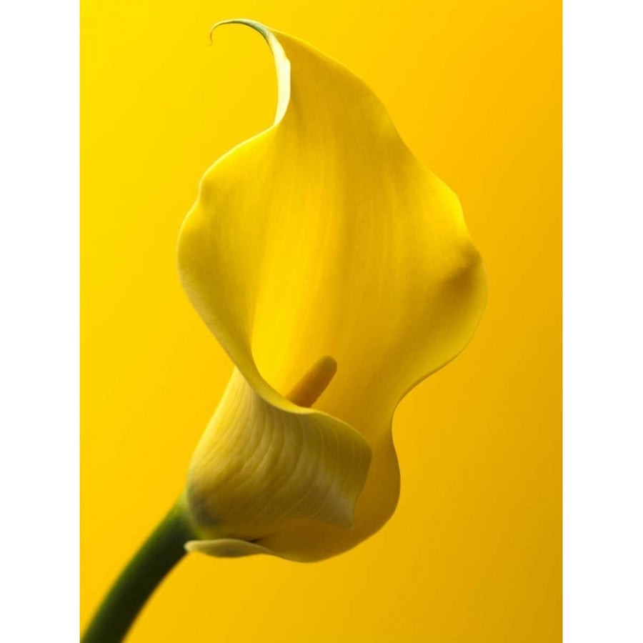 Calla Lily Poster Print by Assaf Frank Image 1