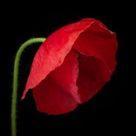 Poppy flower Poster Print by Assaf Frank Image 2