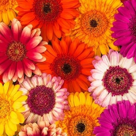 Multi-coloured Gerbera flowers Poster Print by Assaf Frank Image 2