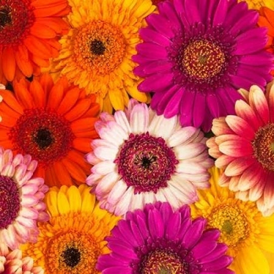 Multi-coloured Gerbera flowers Poster Print by Assaf Frank Image 2